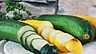 Zucchini squash